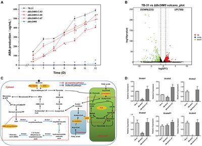 Normal distribution of H3K9me3 occupancy co-mediated by histone methyltransferase BcDIM5 and histone deacetylase BcHda1 maintains stable ABA synthesis in Botrytis cinerea TB-31